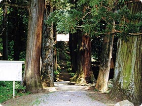 三島神社杉並木（県指定天然記念物）